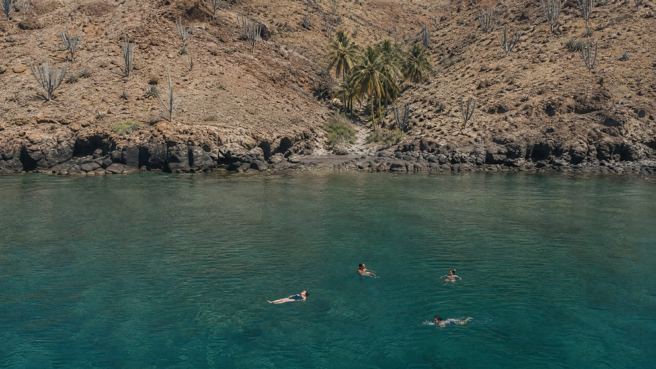Four people swimming in deep teal water below an arid shoreline with cardón cactus and coconut palms